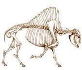 Ancient bison bones supports theory about Ice Age seafarers being first ...