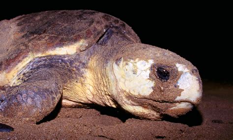 Loggerhead Turtle 的图像结果