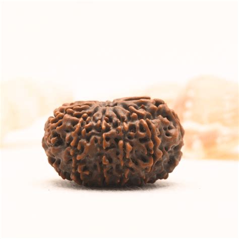 11 Mukhi Nepali Rudraksha - Super Collector – Adiyogi Rudraksh ...