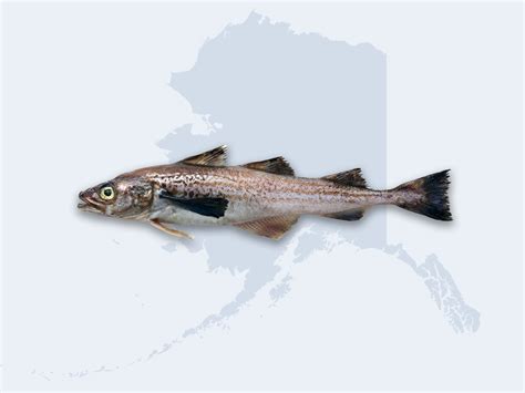 Image result for Alaskan Pollock