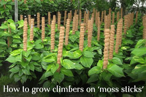 How to grow climbers on ‘moss sticks’ – Ugaoo