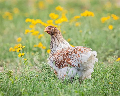 18 Fancy Blue Chicken Breeds To Consider