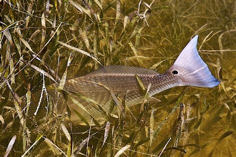 Image result for Redfish Fly Patterns