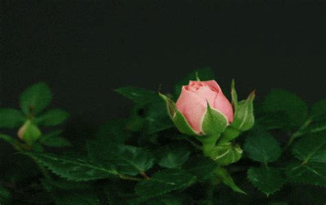 Flower Blooming GIFs - Find & Share on GIPHY