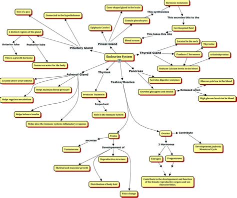 Image result for Endocrine System Flow Chart