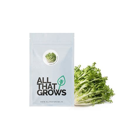 Curly Endive Green Seeds for Home & Kitchen Gardens