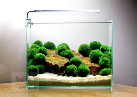 Natural Aquascape Designs | eBay Stores | Live aquarium plants, Marimo ...