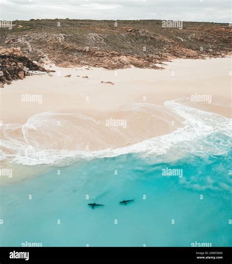 An aerial view of Bronze whaler sharks near shore in Australia Monkey ...