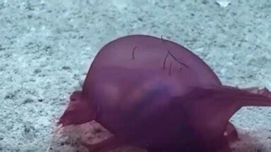 weird creature seen swimming in Antarctica sea people call it headless ...