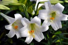 Image result for Line HTML Code