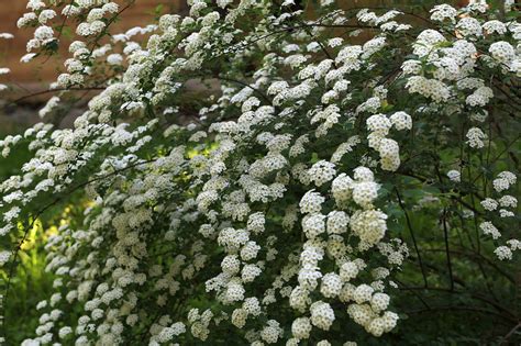Spiraea Vanhouttei - Bridal Wreath - Bumbee's