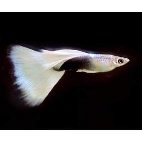 Guppy Collection – Fishykart.in