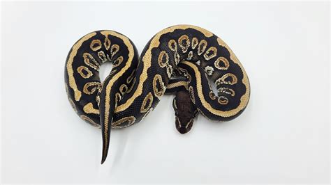 Image result for Lace Ball Python