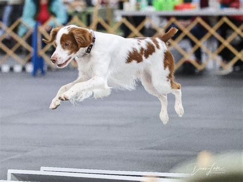 Carolina Irish Setter Club Obedience Trials , 24 Carver Street ...