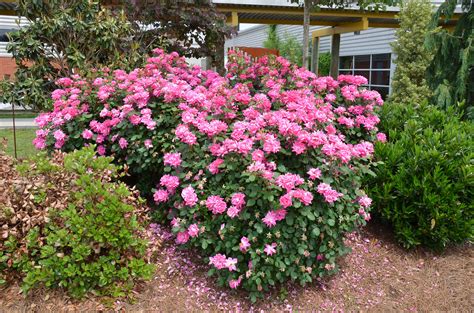 Double Knockout® Roses | Pink Double Knockout Blooms
