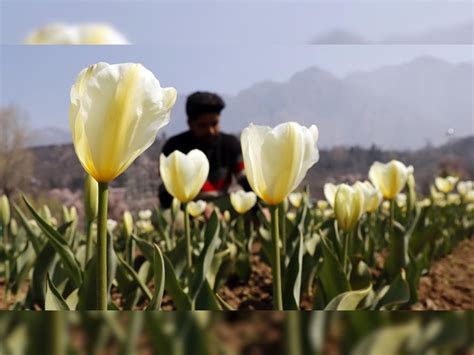 Asia s largest tulip garden in Kashmir to welcome visitors from March ...