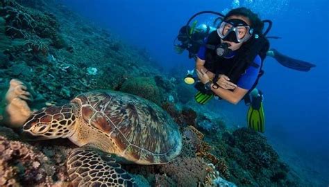 8 Outstanding Spots For Scuba Diving In Koh Samui In 2026