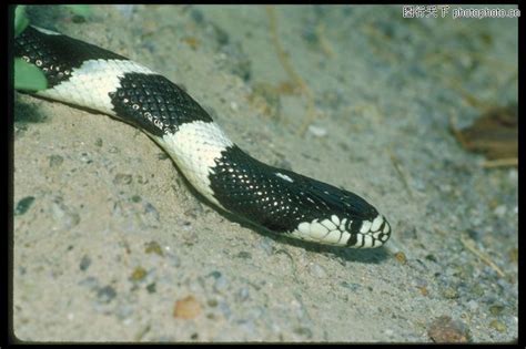 红黑白相间的蛇红黑白相间的蛇叫什么2022已更新今日资讯