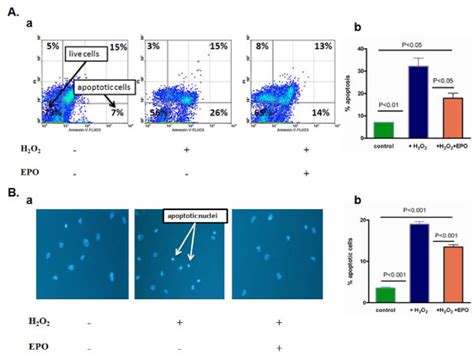 H2O2 Apoptosis 的图像结果