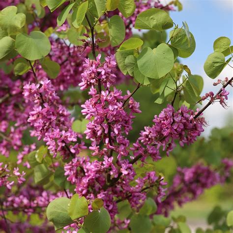 Buy Judas tree 'Bodnant' Cercis siliquastrum 'Bodnant': Delivery by ...