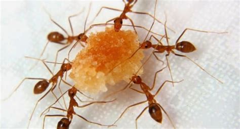 Cara Mengusir Semut Yang Dijamin Efektif - Trik Menjaga Kesehatan Tubuh ...