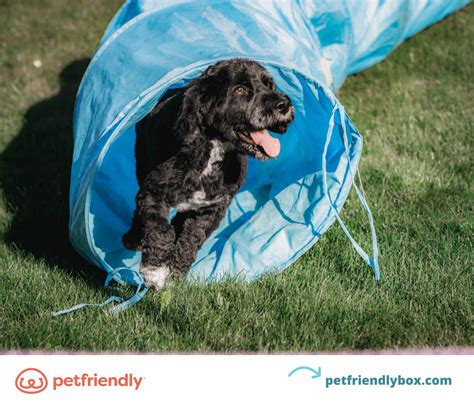 What Vaccines Do Dogs Need Yearly? 5 Benefits of Vaccines for Dogs - PetFriendly Box
