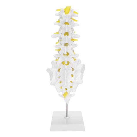 Buy KUIDAMOS Human Spine Lumbar Vertebrae,Medical Human Lumbar Spine ...
