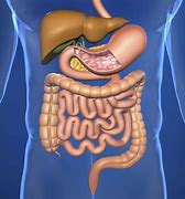 digestive system 的图像结果