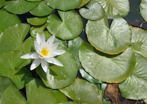 agaclar.net - Nymphaea alba, Nilüfer