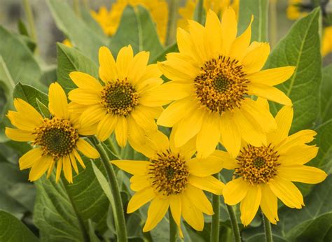 Wildflower Walk, Snow Mountain Ranch, Cowiche, 5 May 2023 | AllEvents.in