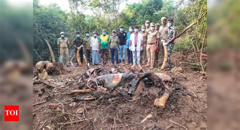 Tragic Discovery: Decomposed Male Elephant Found in Hosur Forest ...