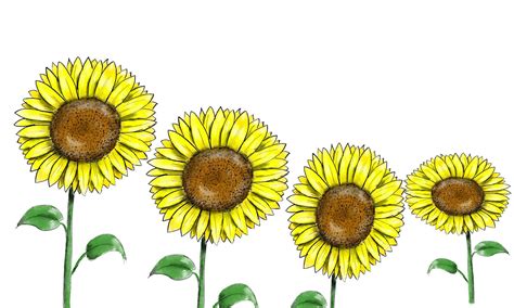 How To Draw A Simple Sunflower