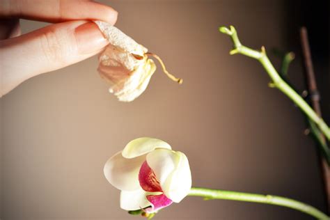 How To Get My Orchid To Re Flower at Angel Alvarado blog