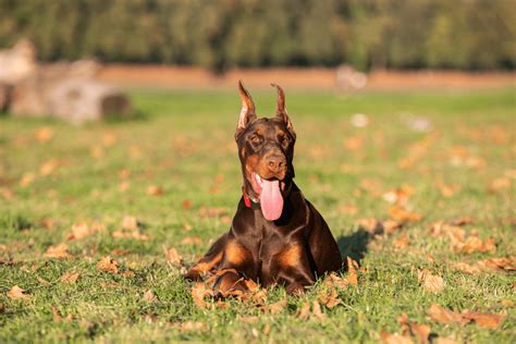 Brown Doberman Color 101: What Do They Look Like?