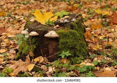 Image result for Tree Rot Fungus