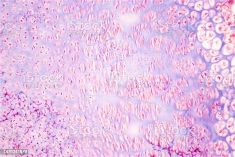 Image result for Finger Under Microscope