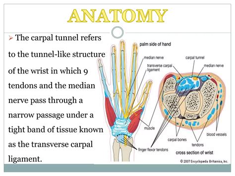 Projections of carpal tunnel and wrist | PPTX