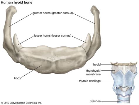 hyoid bone | Description, Anatomy, & Function | Britannica