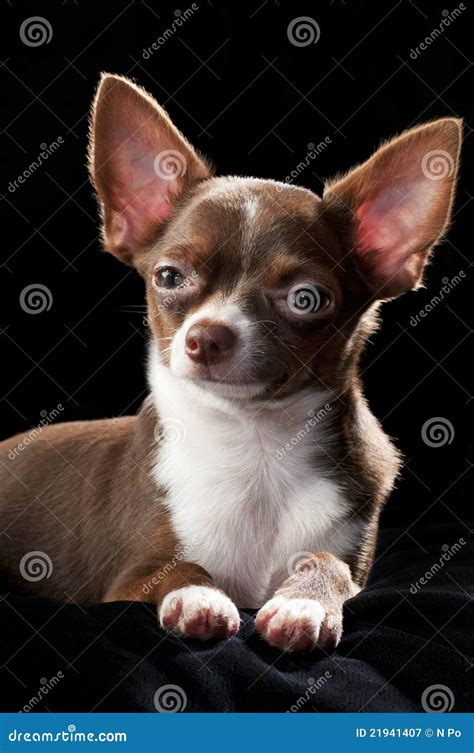 Brown Chihuahuas