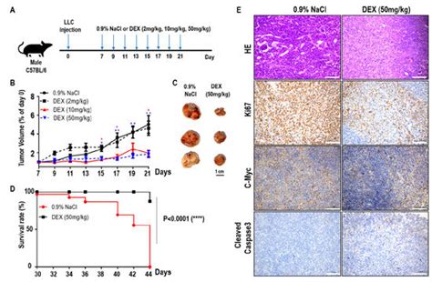 High-Dose Dexamethasone Manipulates the Tumor Microenvironment and ...