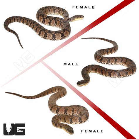 Diamondback Water Snake 的图像结果