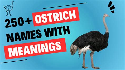 250+ Funny & Unique Ostrich Names (+Generator)