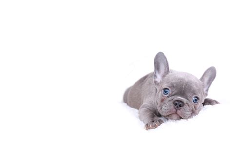 avenues pet hospital