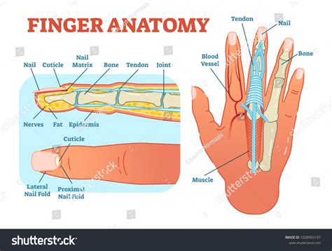 What Are Fingers Used For