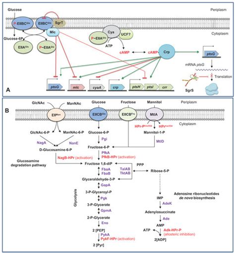 Microorganisms | Special Issue : Industrial Microbial Molecular ...