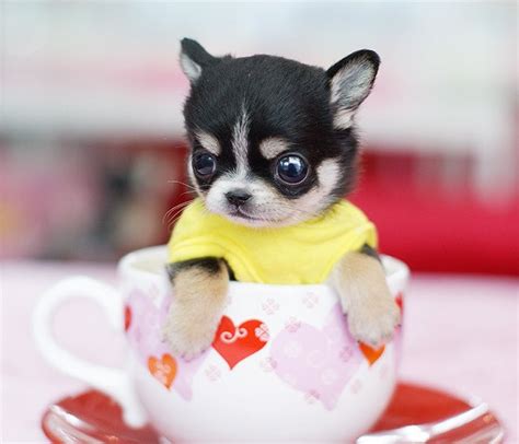 高清：可爱到“爆”！谁都想要的迷你茶杯犬_图片_世博频道_腾讯网