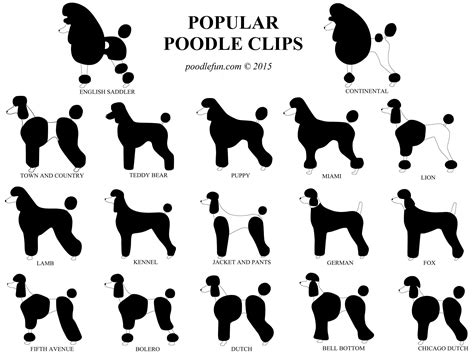 Poodle Fun - Grooming | Poodle haircut, Dog grooming styles, Dog grooming