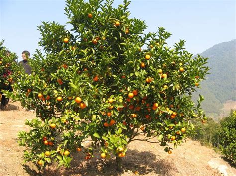 地径10公分橘子树苗价格 橘子树批发采购 - 中国花木网