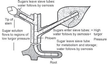 NCERT Solutions for Class 11 Biology Chapter 11 Transport in Plants