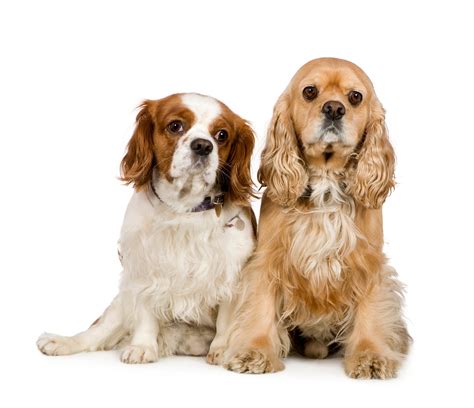 Cocker spaniel (4 años) y un cavalier king charles spaniel (4 años ...
